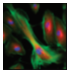 Protein Analysis