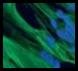 Cell and Molecular Biology